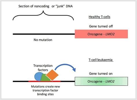 What is non coding DNA? - Brainly.in