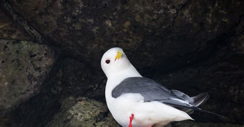 Red-legged Kittiwake (Rissa brevirostris) | U.S. Fish & Wildlife Service