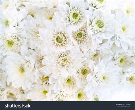 White Chrysanthemum Flower Meaning
