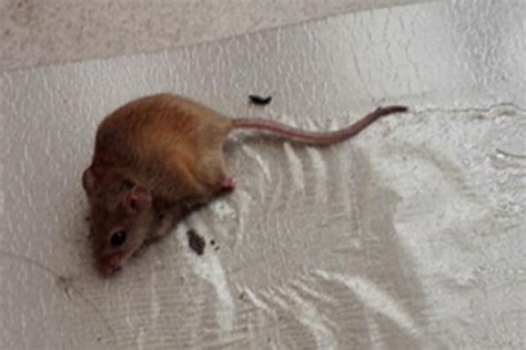 男子在电竞酒店枕头下发现一窝老鼠