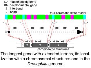 Genes Containing Long Introns Occupy Series of Bands and Interbands in ...