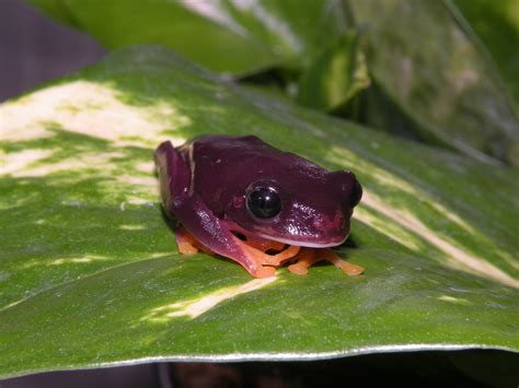 Image result for Purple Tree Frog