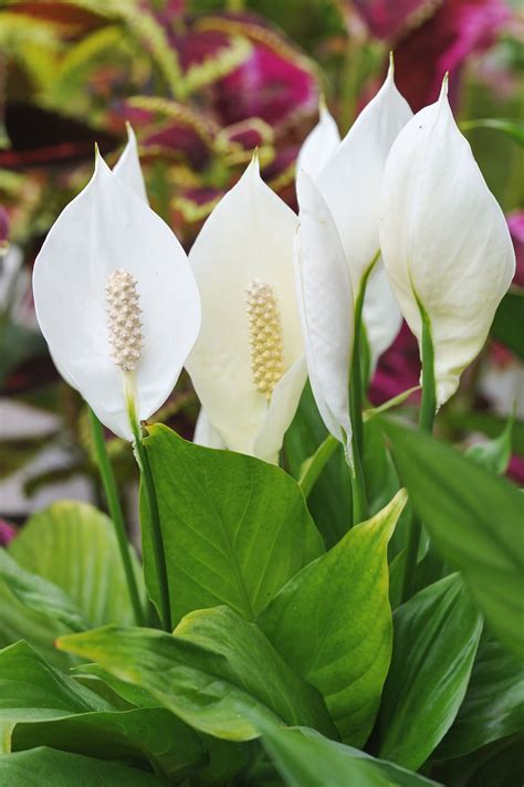 Peace lilies are some of the loveliest indoor plants you can grow ...
