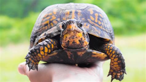 Image result for Different Types of Box Turtle