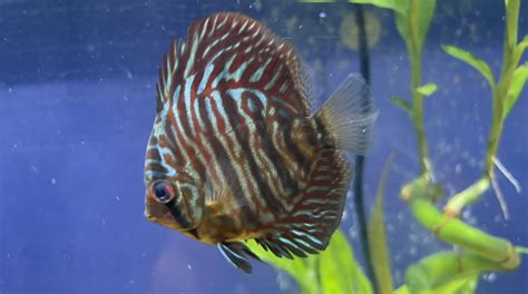 Image result for Blue Turquoise Discus
