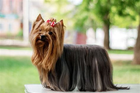 Yorkshire Terrier - Elitepuppy