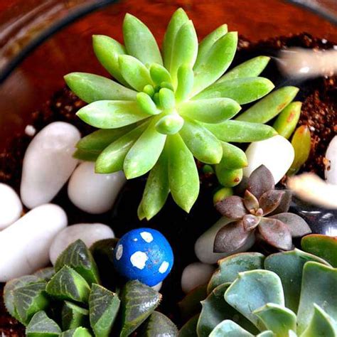 Buy Spherical succulent terrarium (7.5in Ht) online from Nurserylive at ...