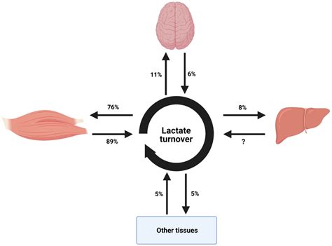 Regulation of Energy Substrate Metabolism in Endurance Exercise