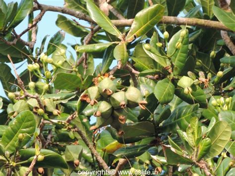 Tree Root Poison 的图像结果