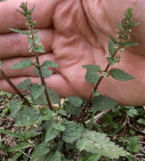 Stinging Nettle Tree 的图像结果