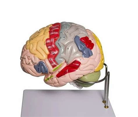 Human body Anatomy models wholesaler in Mumbai - Heart Anatomy Model ...