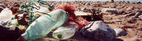 Porth Dafarch beach clean and shark eggcase hunt, Porth Dafarch ...