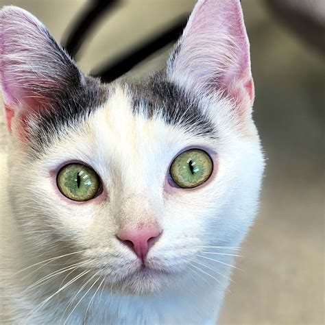 Humane Society of Cobb County – Humane Society of Cobb County