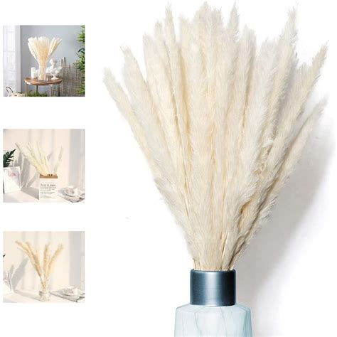 Pampas Grass, Naturally Dried Pampas Grass Deco India | Ubuy