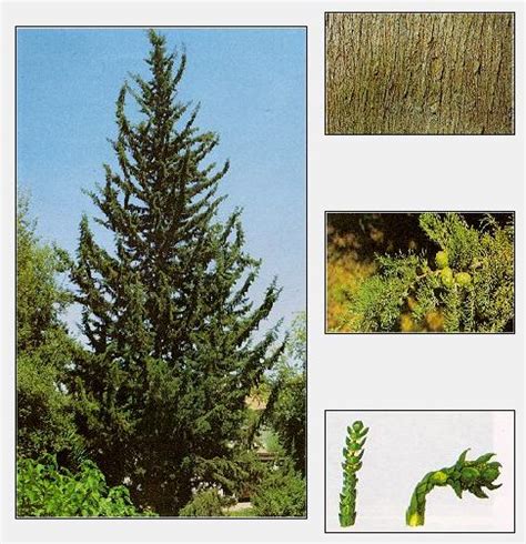 Ağaç Resimleri (1. Katalog) - Sayfa 2