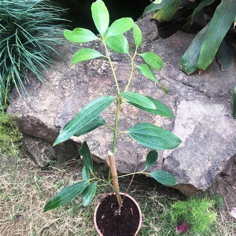 Cinnamoum Tamla (Tezpatta) - Gabbar Farms