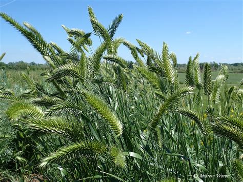 Растения Ростовской области (с множеством фото) - treepics.ru