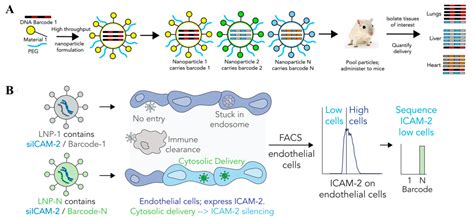 Non-Viral Targeted Nucleic Acid Delivery: Apply Sequences for Optimization