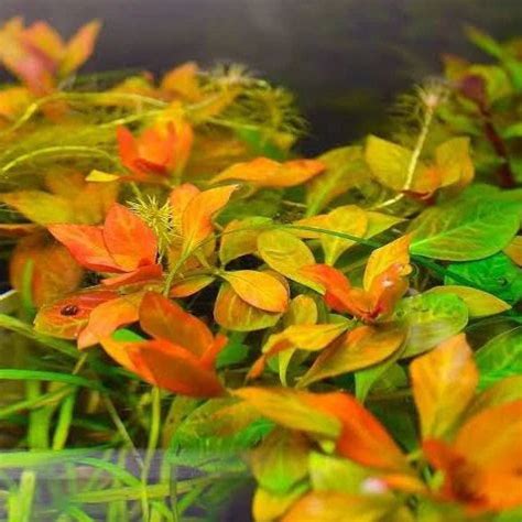 ADA TC-Ludwigia Inclinata Dark orange – Veda Aquarium
