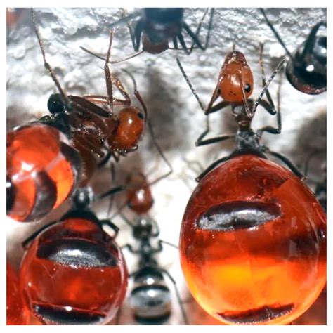 Myrmecocystus Mimicus (Honey Pot Ant) - ANTDERGROUND