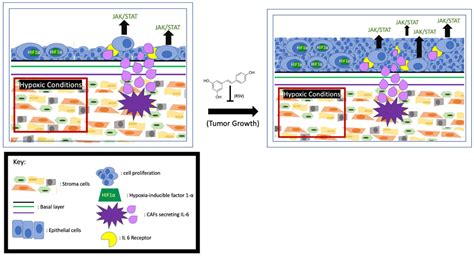 The Effects of Resveratrol on Prostate Cancer through Targeting the ...