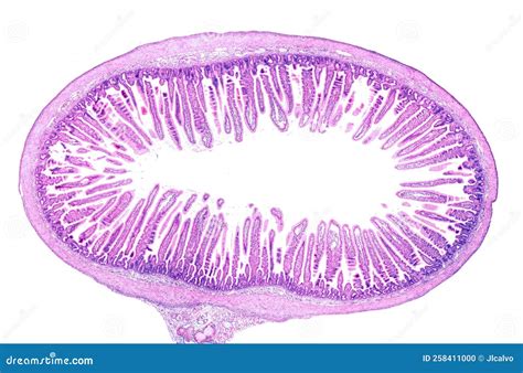 Small Intestine. Intestinal Villi Stock Photo - Image of light, goblet: 258411000