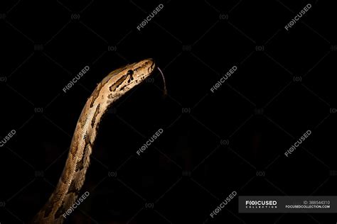 A python snake, Python sebae, lit up by spotlight, tongue extended out ...