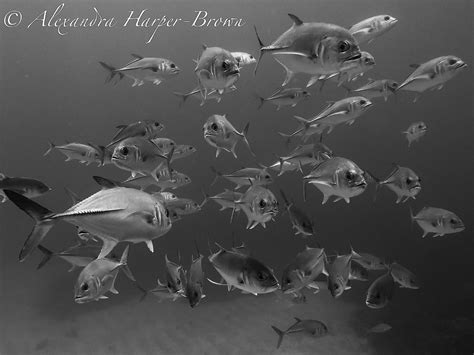 ROATAN TEC CENTER (2026) All You Need to Know BEFORE You Go (with ...