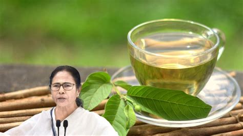 Guava Leaves Tea: পেয়ারা পাতার চা খেতে বলেছেন মমতা, খেলে কী কী উপকার ...