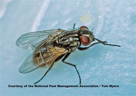 House & Fruit Fly Facts for Kids - What Do Flies Eat?