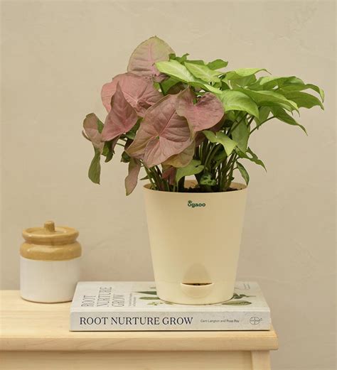 Syngonium Pink Neon and White Butterfly Plant Bouquet – Ugaoo