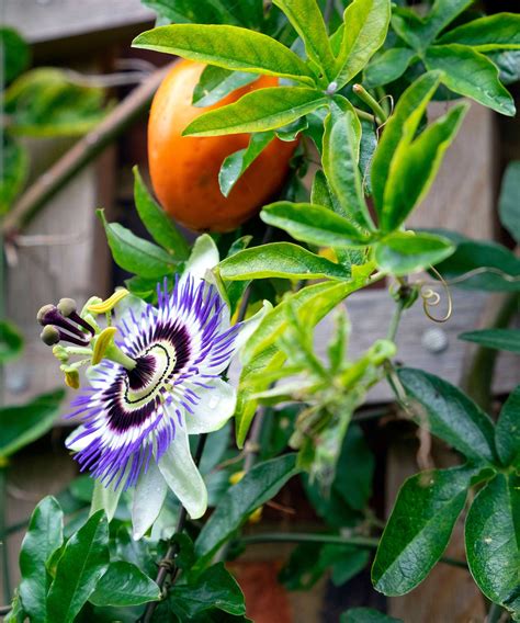 How to grow passion flowers in pots – the ultimate…