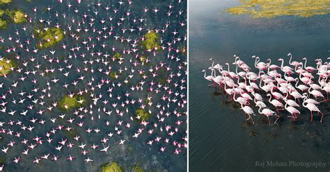 Migration Of Flamingo
