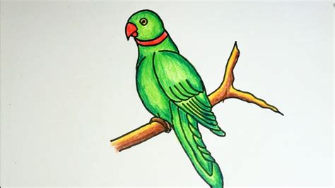 Image result for How to Draw Simple Parrot
