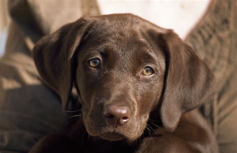 130+ Chocolate Lab Names