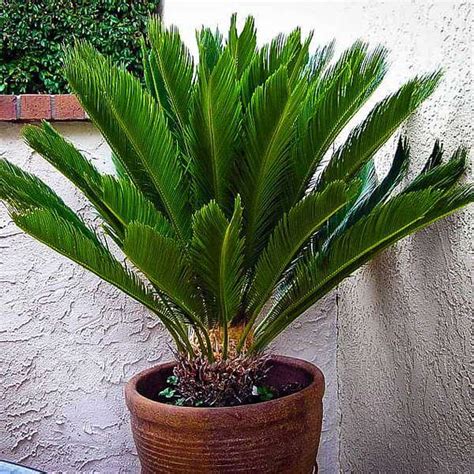 Buy Cycas Plant, Queen Sago, Cycas circinalis - Plant online from ...