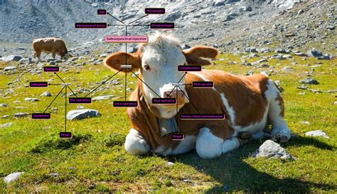 Subconjunctival Injection 的图像结果