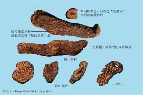 肉蓯蓉適合什麼人群食用？ - 每日頭條