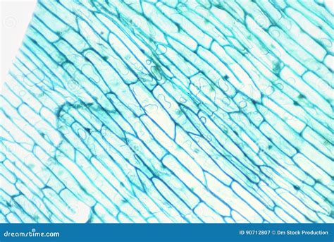 Onion Epidermis with Cells. Stock Image - Image of microbiology ...