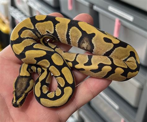 Image result for Ghost Clown Ball Python