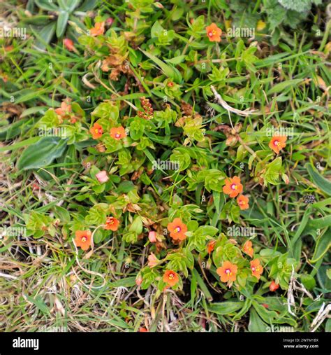 The red flowers of a Scarlet Pimpernel, (Anagallis arvensis) plant ...