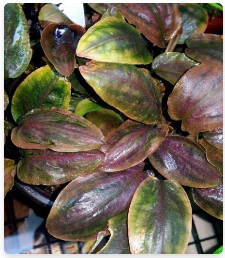 Legenandra Meeboldii Red Aquarium Plants-PILM001 – www.soosi.co.in