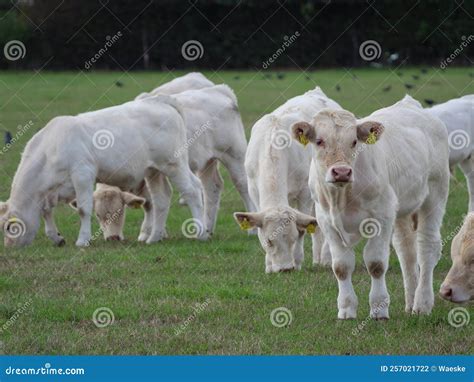 White cows in westphalia stock photo. Image of nature - 257021722