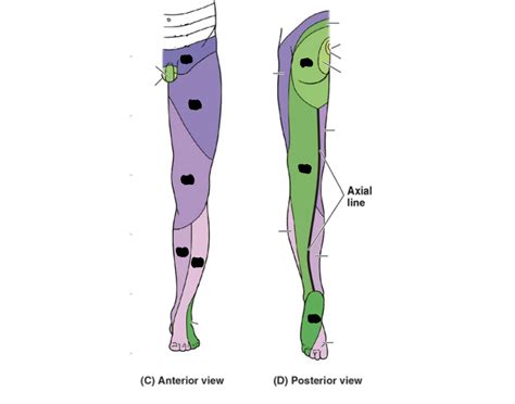 Dermatomes of Leg Quiz