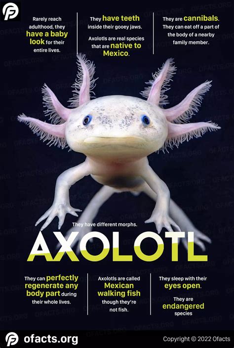 Axolotl facts | PDF