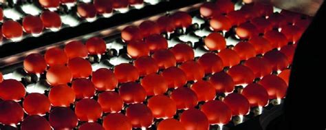Fipronil in Bio-Eier aus den Niederlanden | agrarheute.com