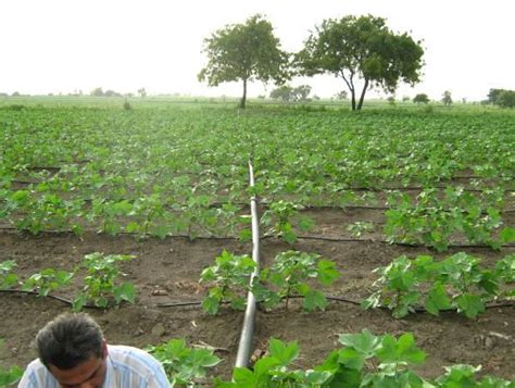 Cotton Crop manual India