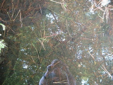 Image result for Craw Fish Graph