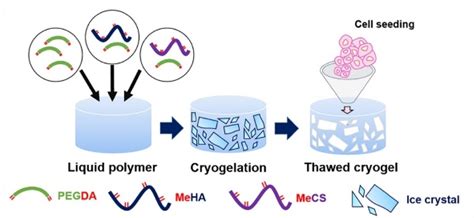 Recent Developments in Hyaluronic Acid-Based Hydrogels for Cartilage ...