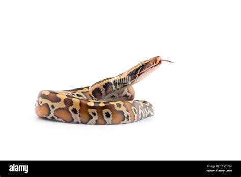 Short Tail Python Complex 的图像结果